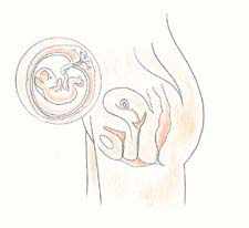 胎儿图片(1-9月)胎儿发育过程图片