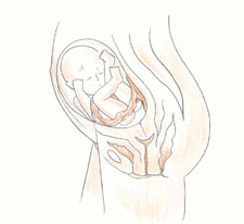 胎儿图片(1-9月)胎儿发育过程图片
