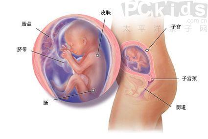 怀孕五个月男胎儿图