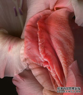 最美的女性生殖器图片 11种花样形态美到暴！