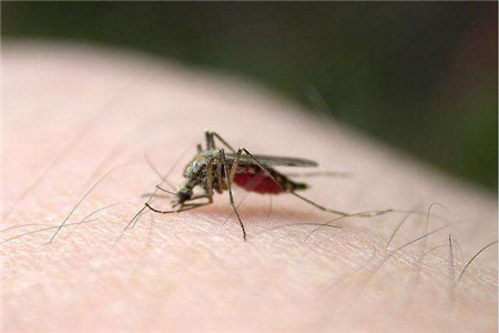 蚊子传播病毒吗