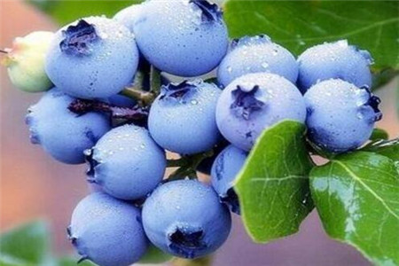 蓝莓的作用